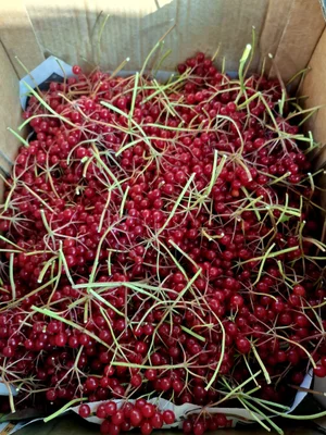 Яблоки Россошанка крупная