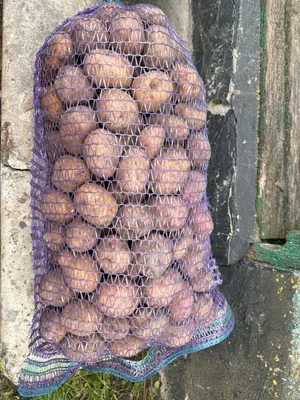 Картофель домашний