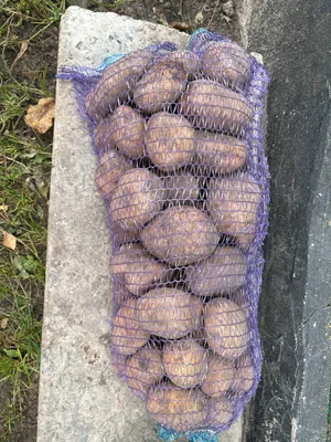 Картофель домашний