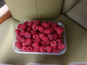 Малина