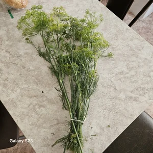 Картофель розовый, внутри белый