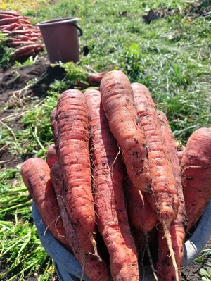 Картофель