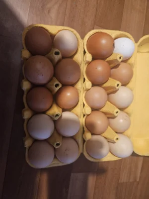 Яйца домашние