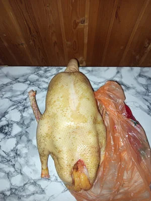 Домашние гуси