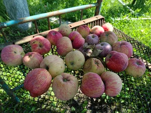 Яблоки - сорт кисло- сладкий, рыхлый, для еды
