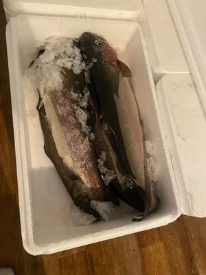 Форель охлажденная непотрашеная