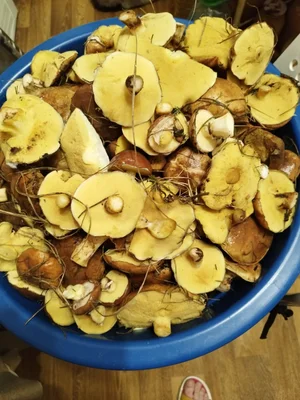 Маринованные маслята