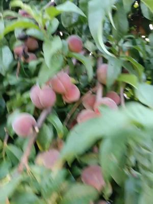 Яблоки