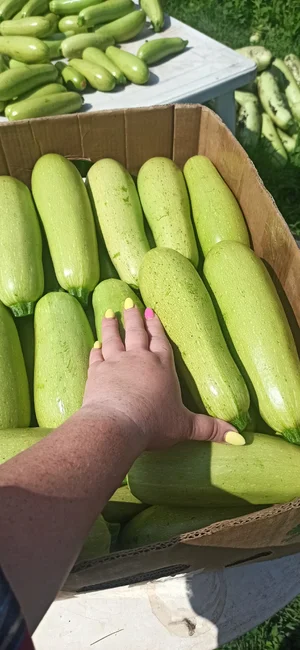Кабачок