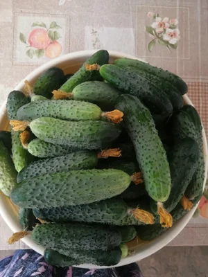 Огурцы
