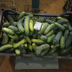 Огурцы