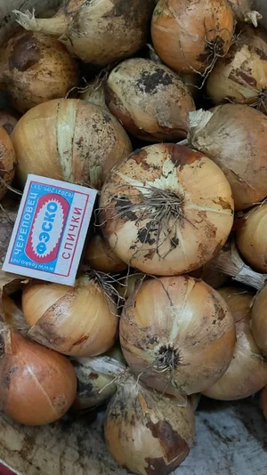 Лук репчатый