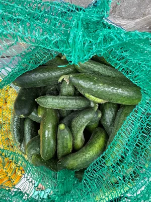 Огурчики на засолку