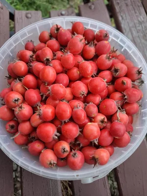 Саженцы крупной малины