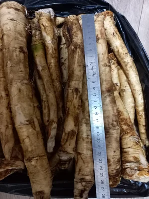 Корень хрена