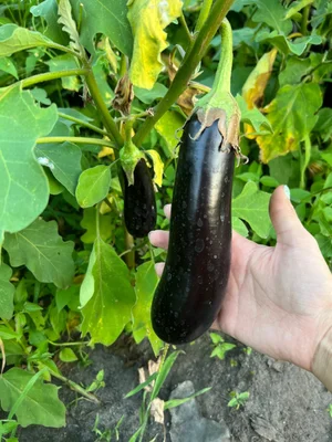Розовый помидор (средний и крупный)