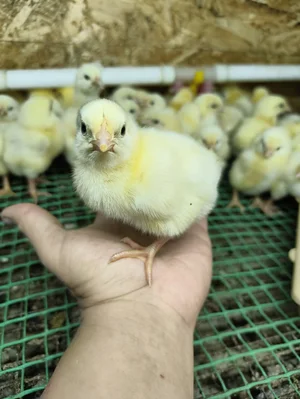 Суточный бройлер кобб 500