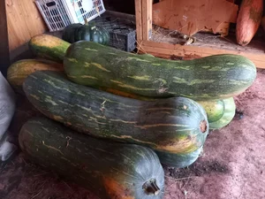 Тыква мускатная