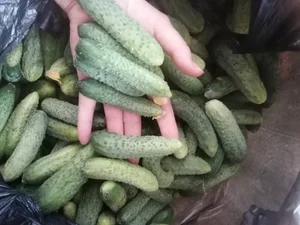 Огурчики для консервации