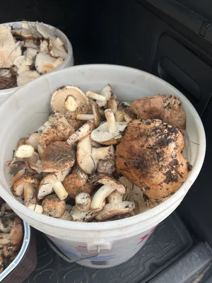 Рядовка тополевая