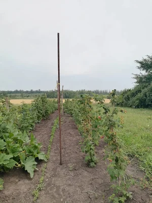 Огурцы