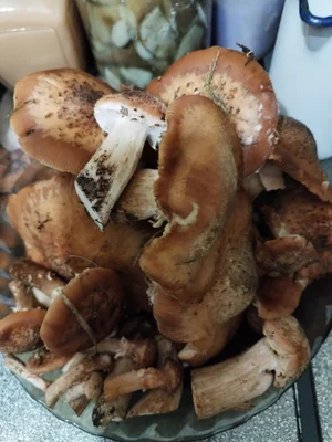 Опята маринованные