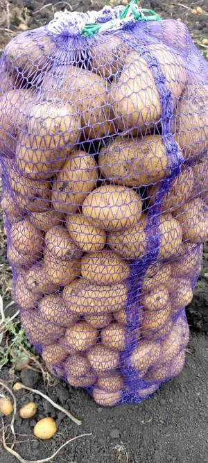 Картофель