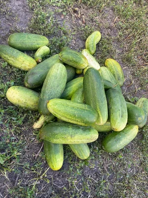 Огурцы