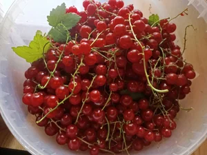 Красная смородина