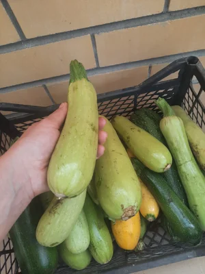 Кабачки