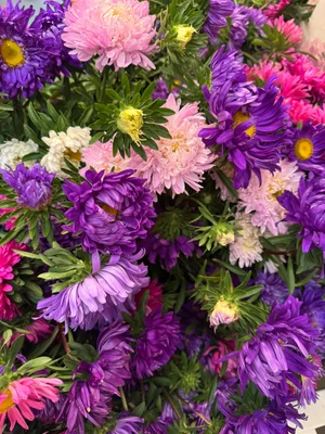 Астры букет