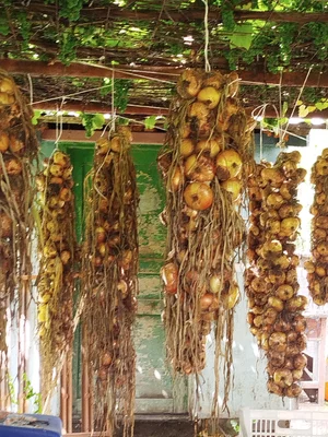 Картофель