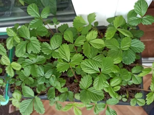 Рассада ремонтантной земляники Барон Солемахер