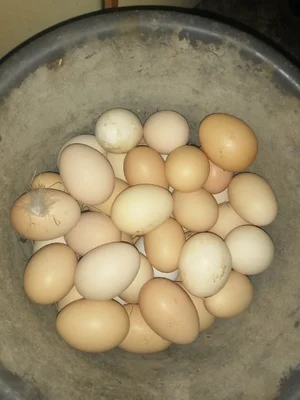 Яйцо куриное
