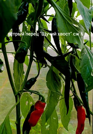 Хабанеро