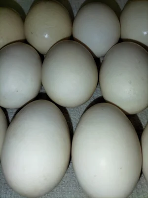 Яйцо молодых курочек