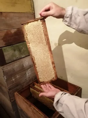 Подсолнечник