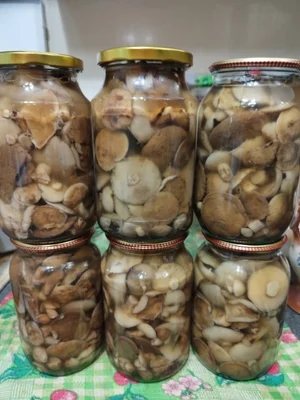 Маринованные маслята