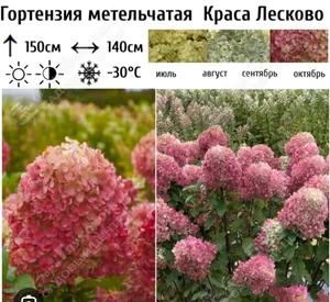 Гортензия