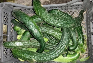 Огурцы домашние, сорт Китайский змей