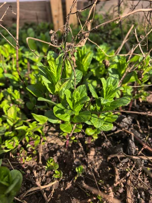 Щавель ранний