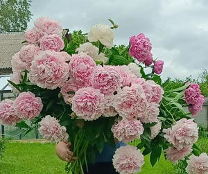 Пионы махровые