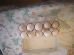 Огурчики