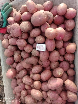 Картофель