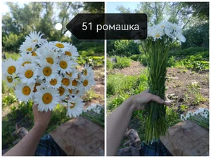 Укроп