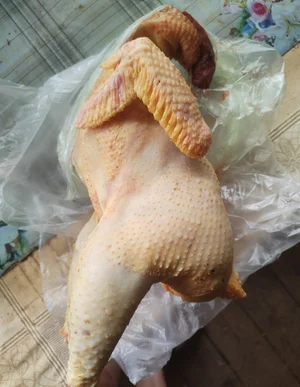 Курица