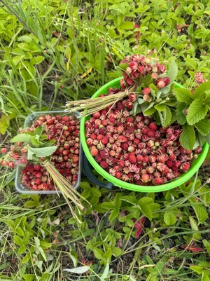 Луговая земляника