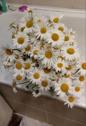 Ромашки