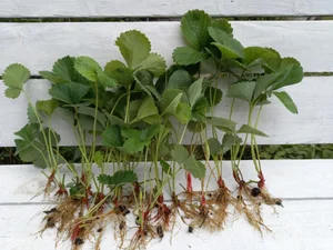 Клубничные усы