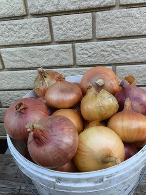 Картофель